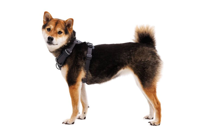 RUFFWEAR Front Range Dog Harness