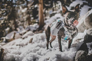 Mountainsmith K-9 Pack