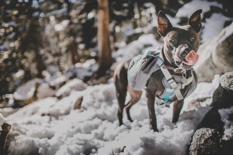 Mountainsmith K-9 Pack